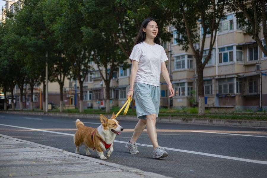 上门遛狗服务实景